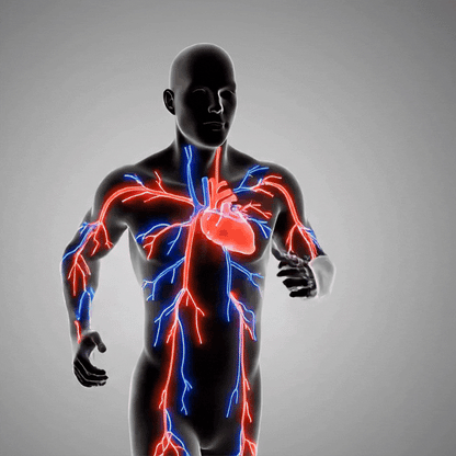 HemaVive™ |Cardiovascular Health & Circulation Supplement